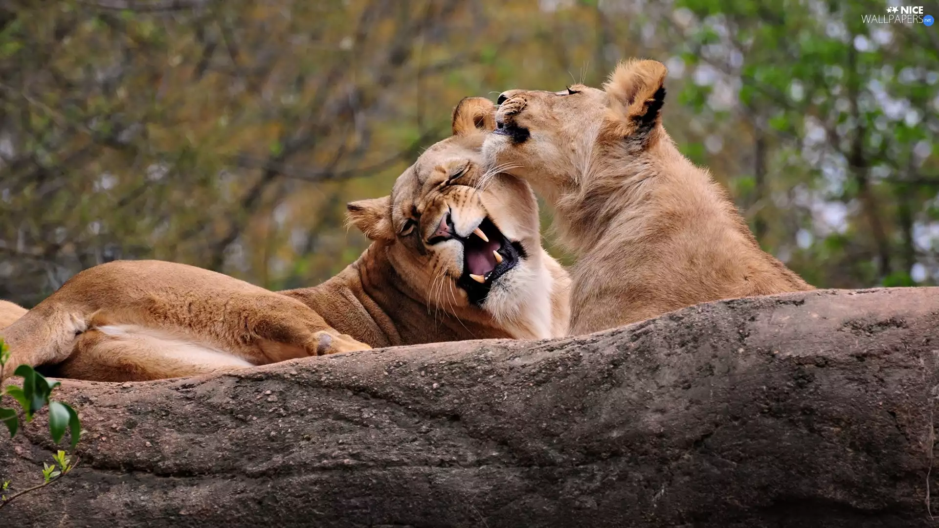 canines, Two cars, lions