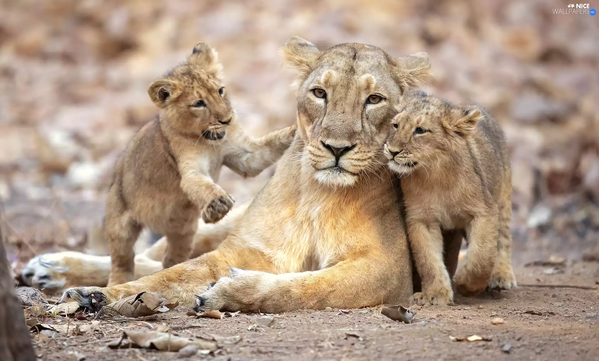 lions, Lioness, tigers