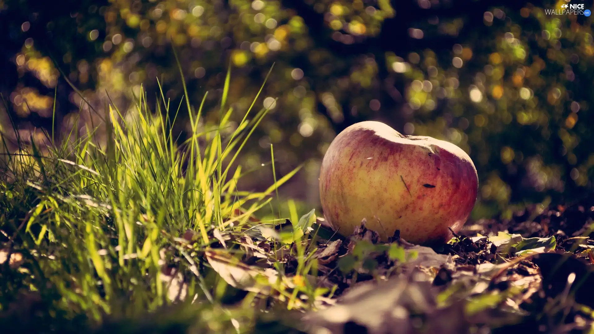 litter, Apple, grass