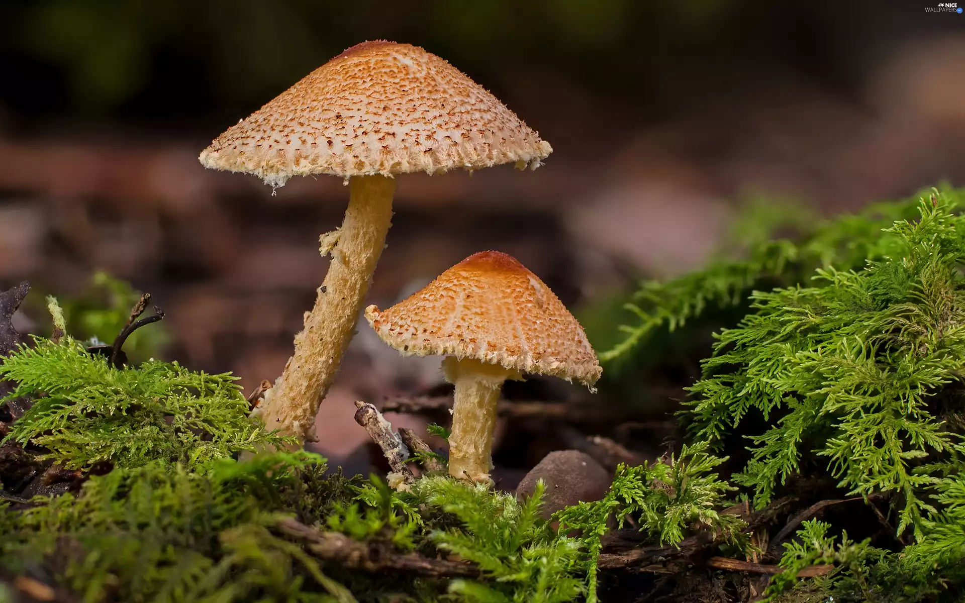 mushrooms, forest, Moss, litter, toadstools, Two cars
