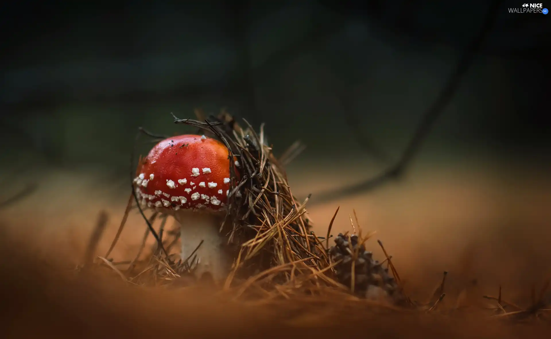 litter, Mushrooms, toadstool