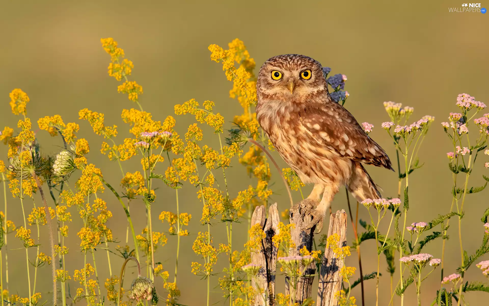 Flowers, Plants, owl, Little Owl, Bird