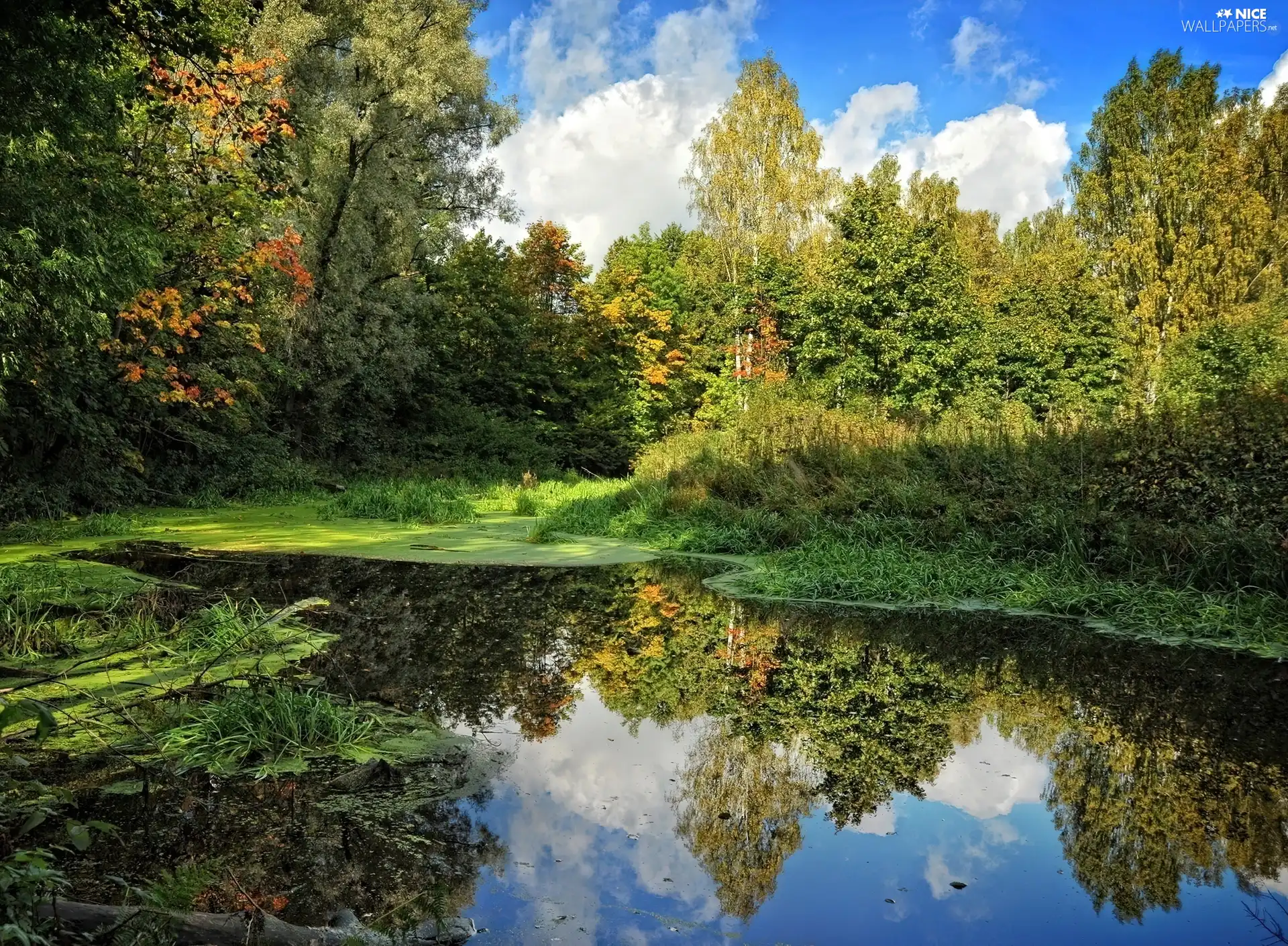 lake, forest, little doggies