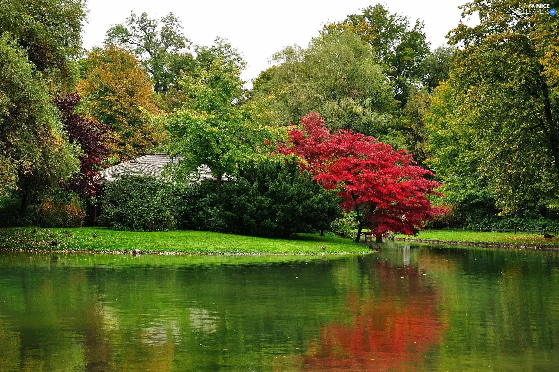 little doggies, lake, trees, viewes, Park