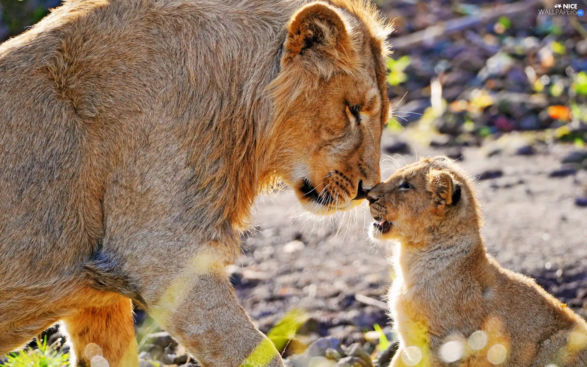 lion, Lion, little doggies