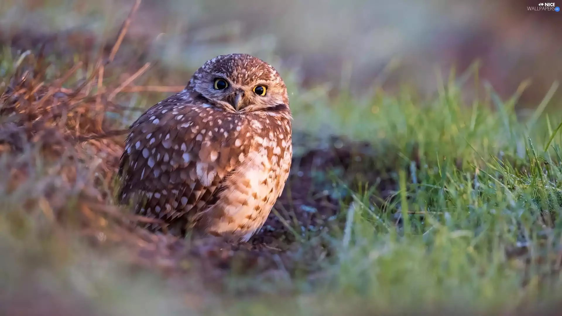 Bird, Little Owl, grass, owl