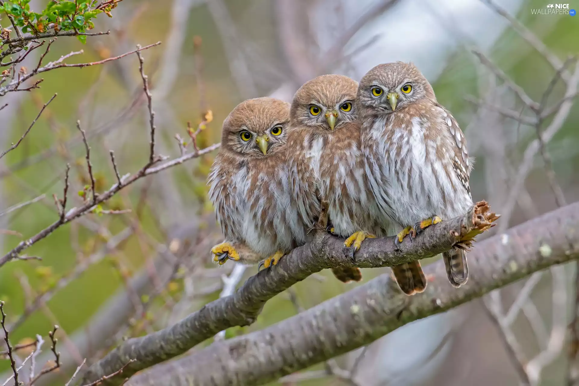 Three, Little Owl, branch, Owls