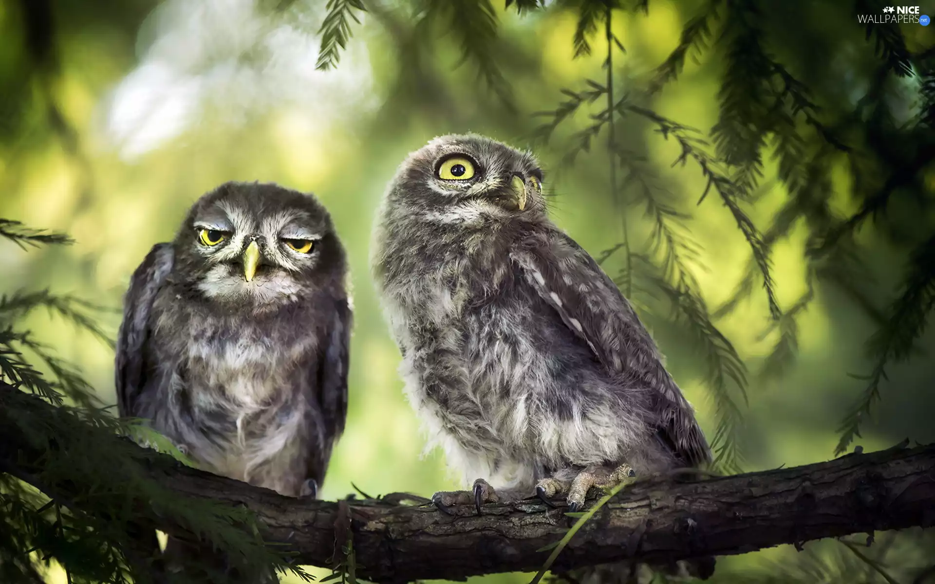 Two, Little Owl, branch, Owls