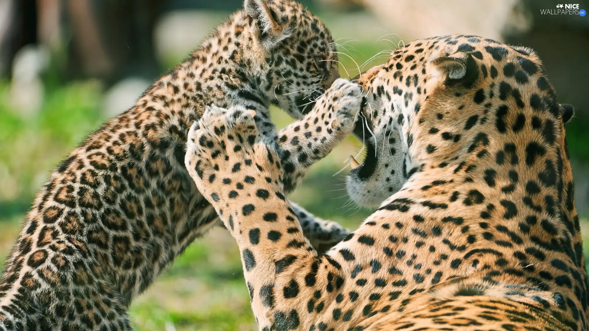 play, leopardess, little doggies