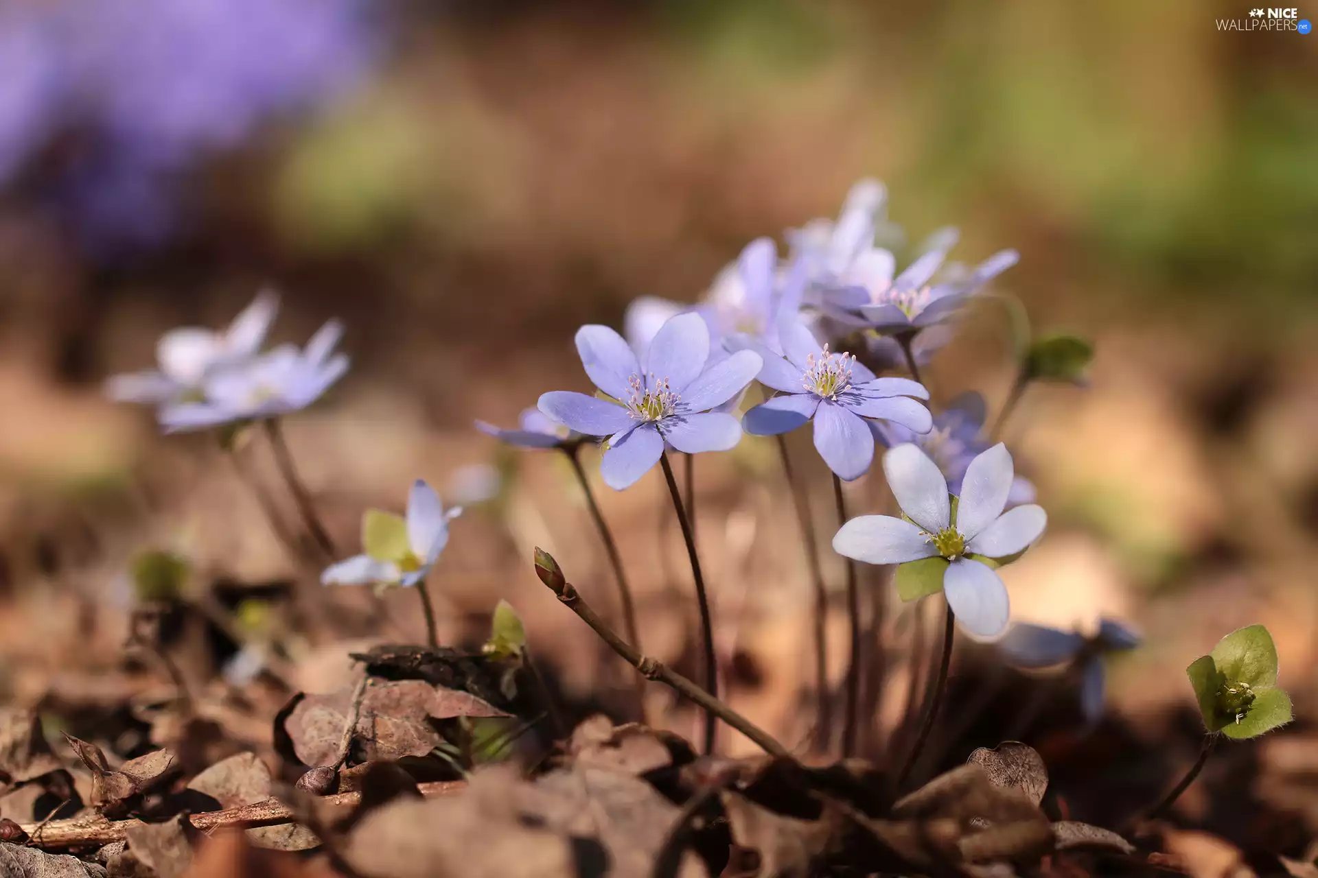 Liverworts, Blue, developed