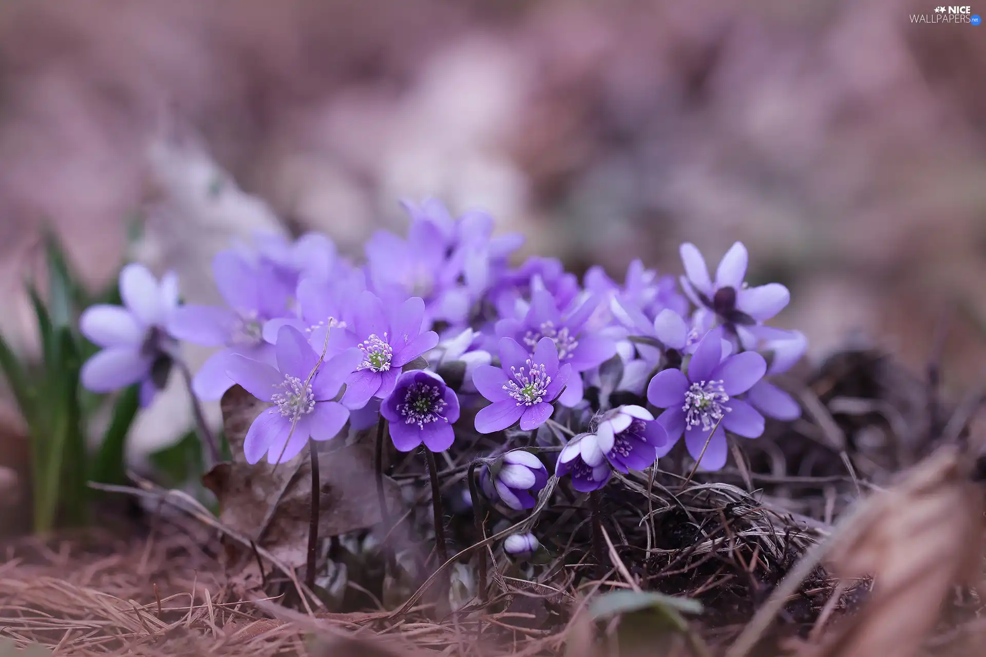 Liverworts, purple, Flowers