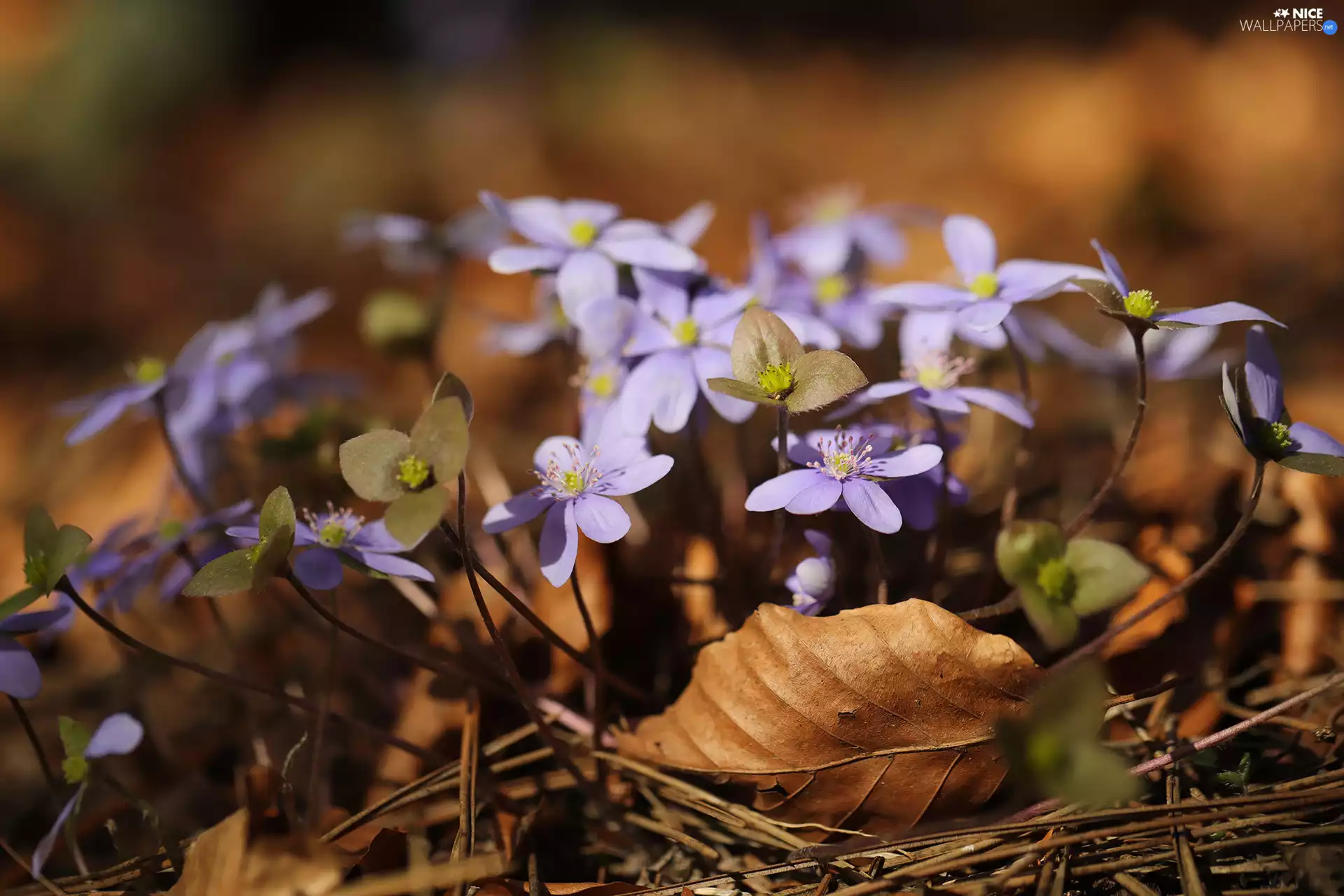 illuminated, dry, Leaf, Liverworts