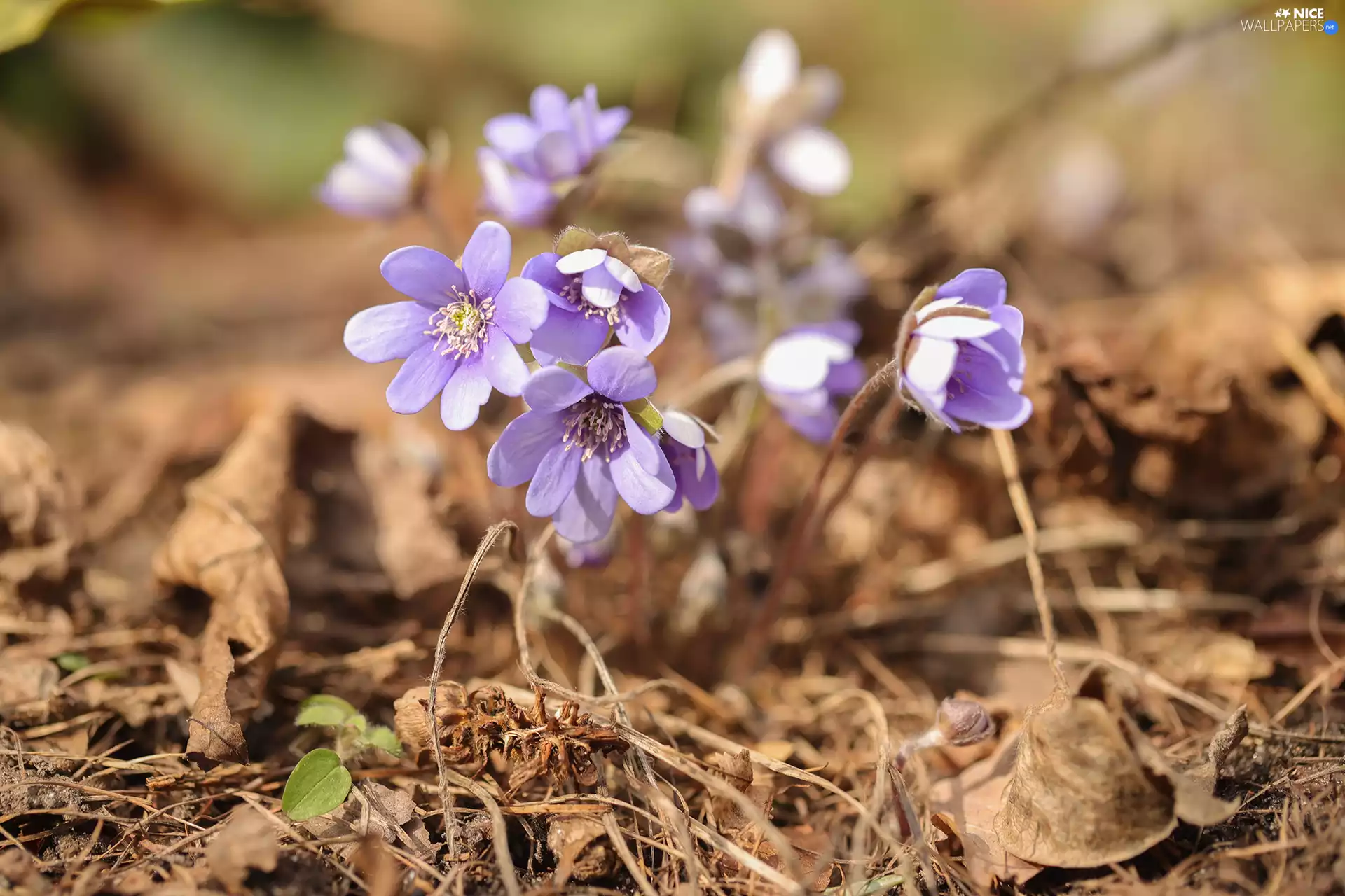 purple, Flowers, Spring, Liverworts