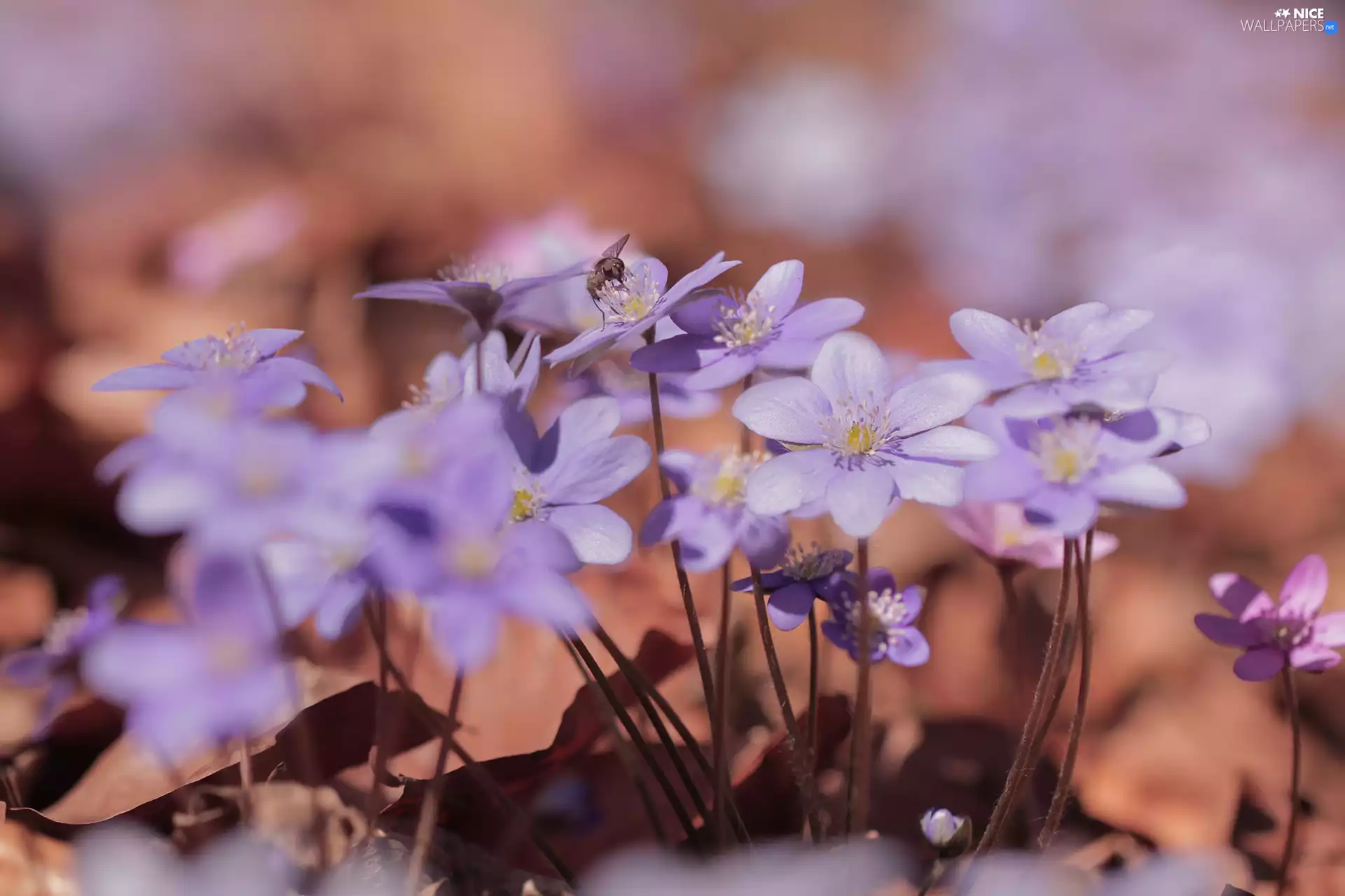 rapprochement, Light Purple, Liverworts