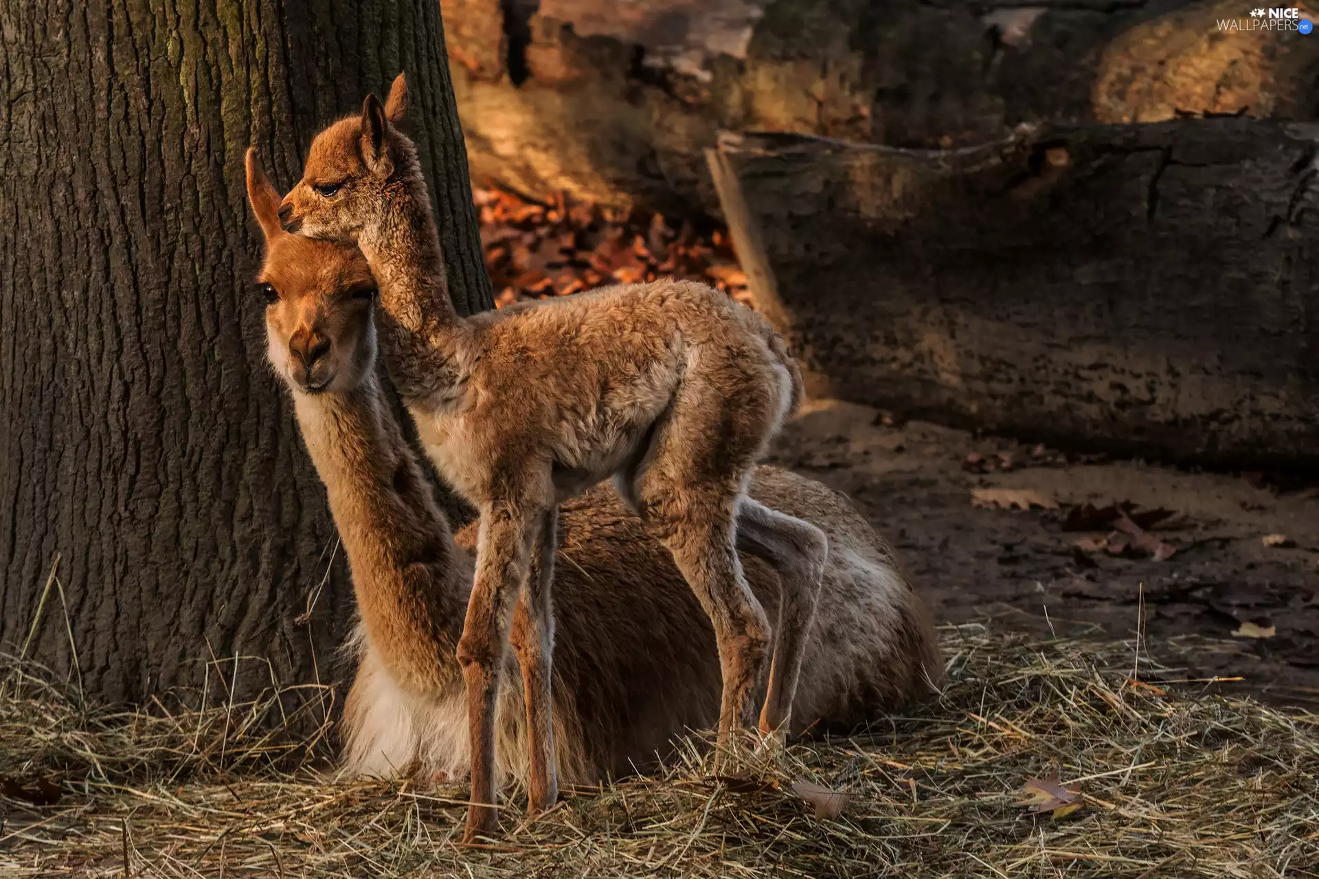 Two, young, lame, llama