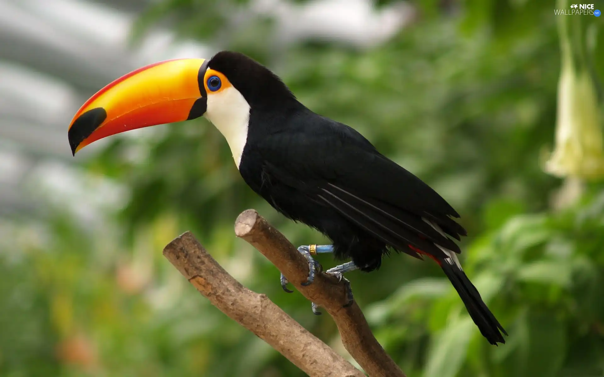 Toucan, Lod on the beach