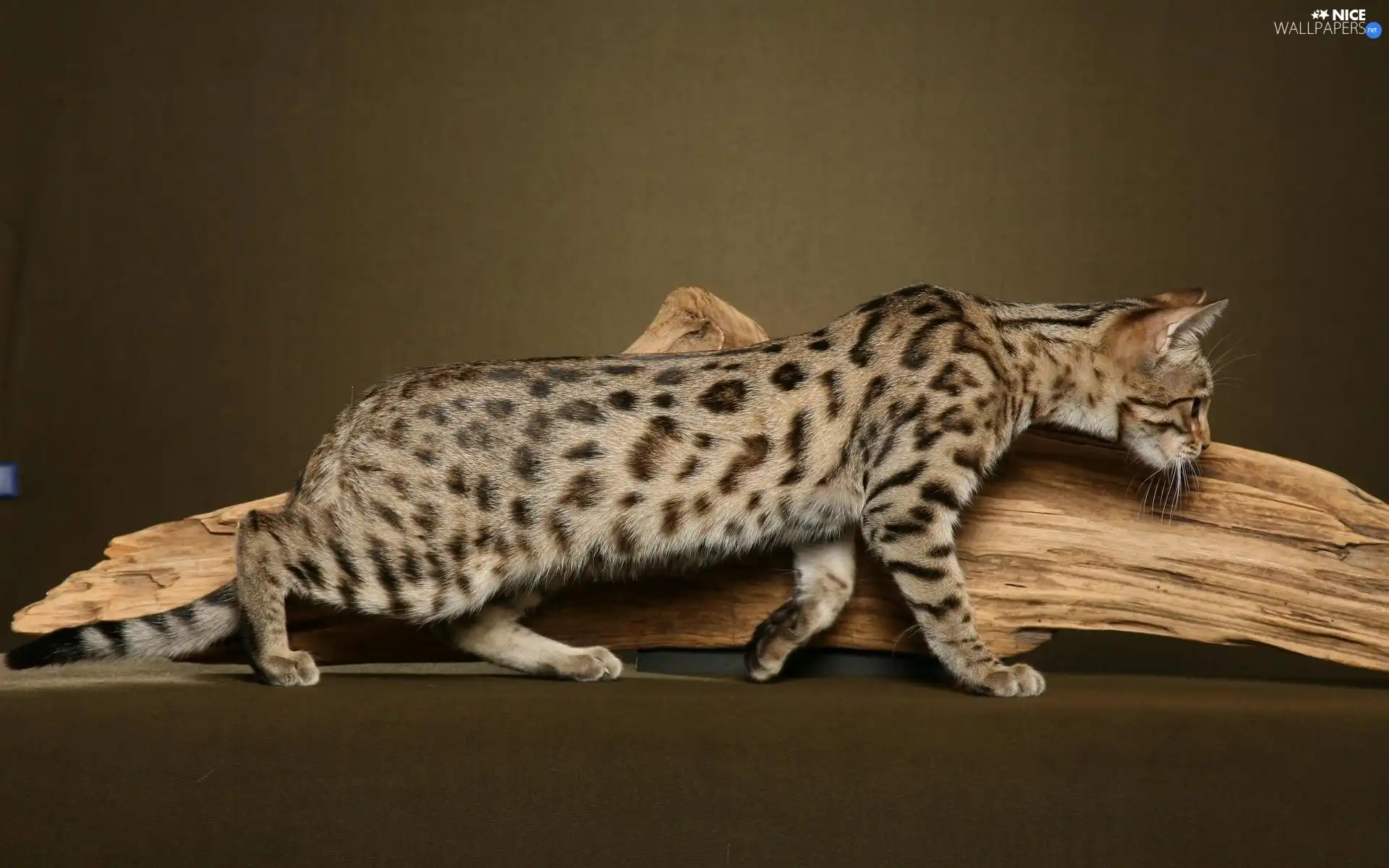 Bengal Cat, Lod on the beach