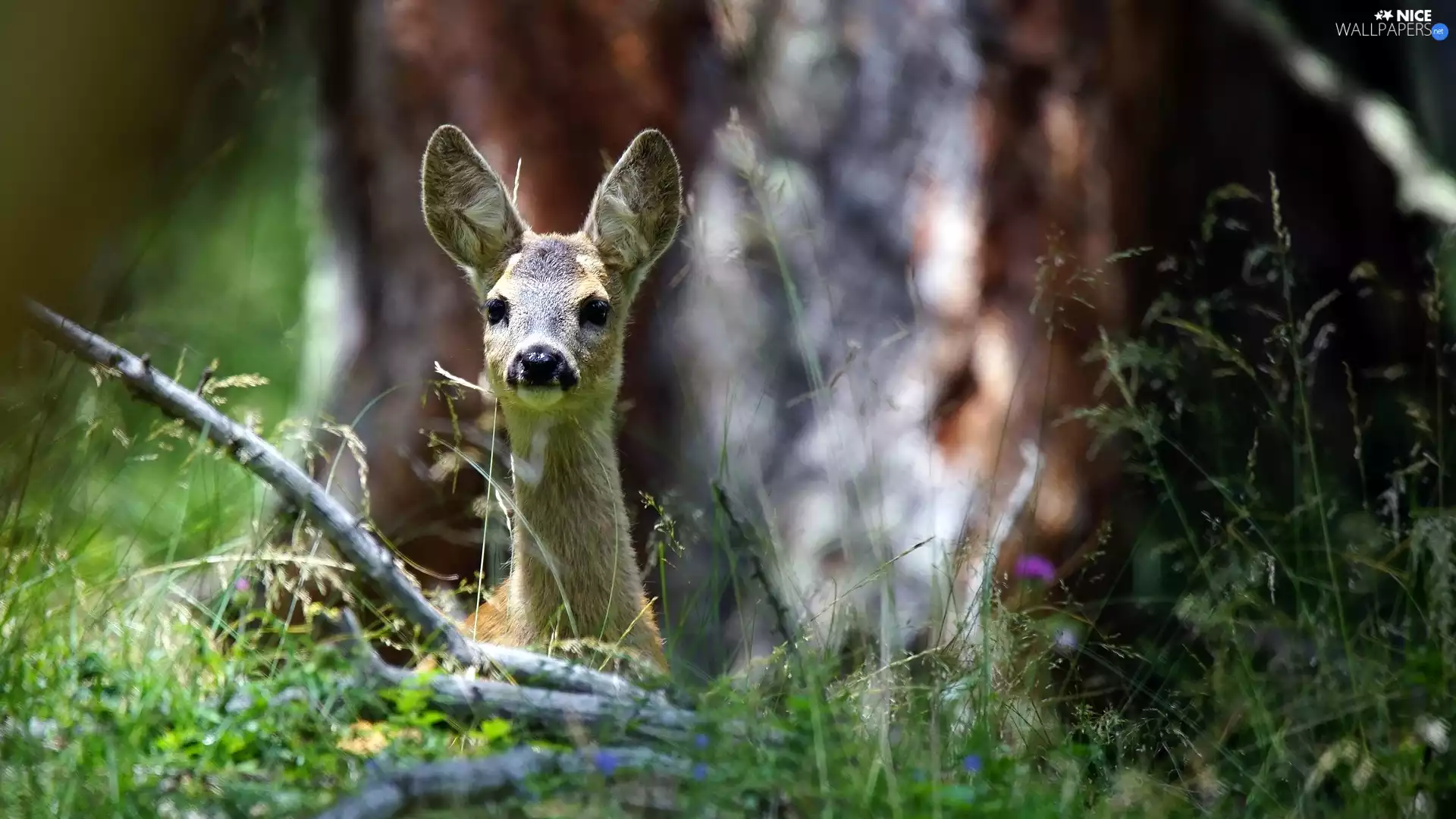 Lod on the beach, young, viewes, grass, trees, roe