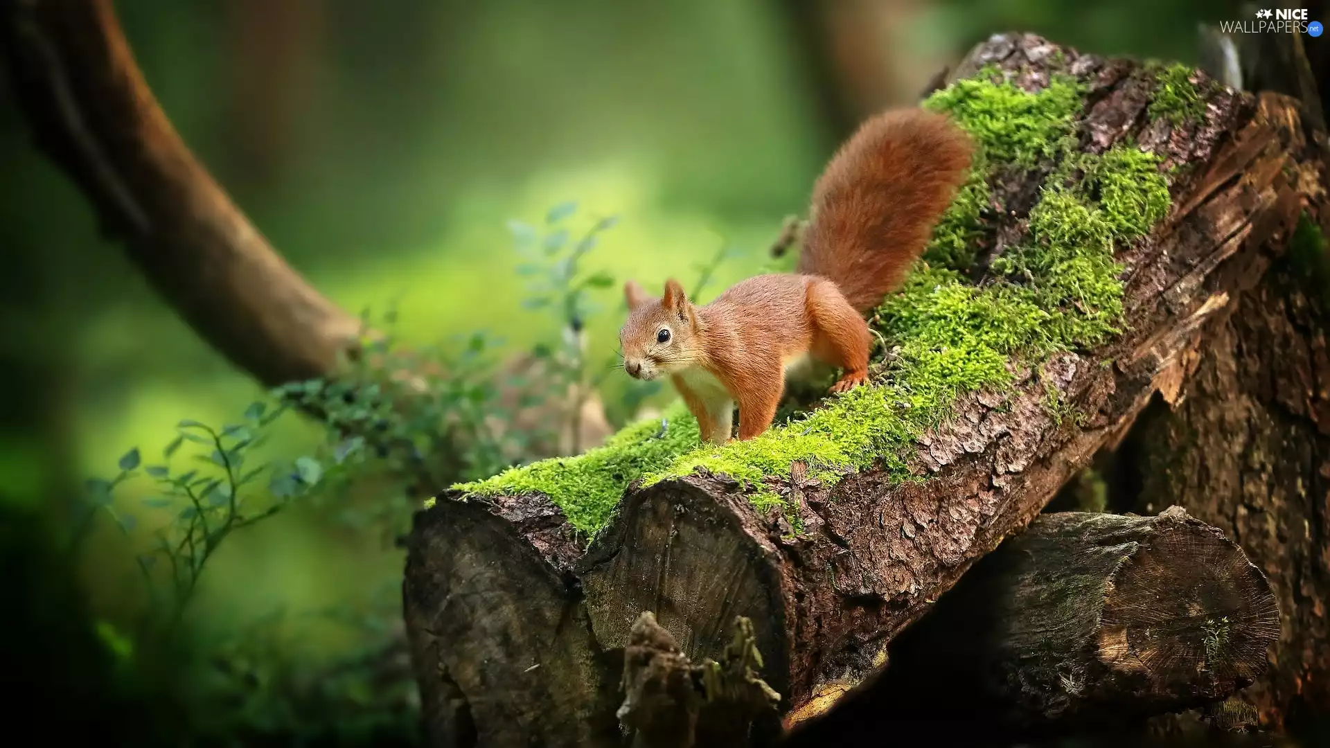 squirrel, trees, Moss, Lod on the beach