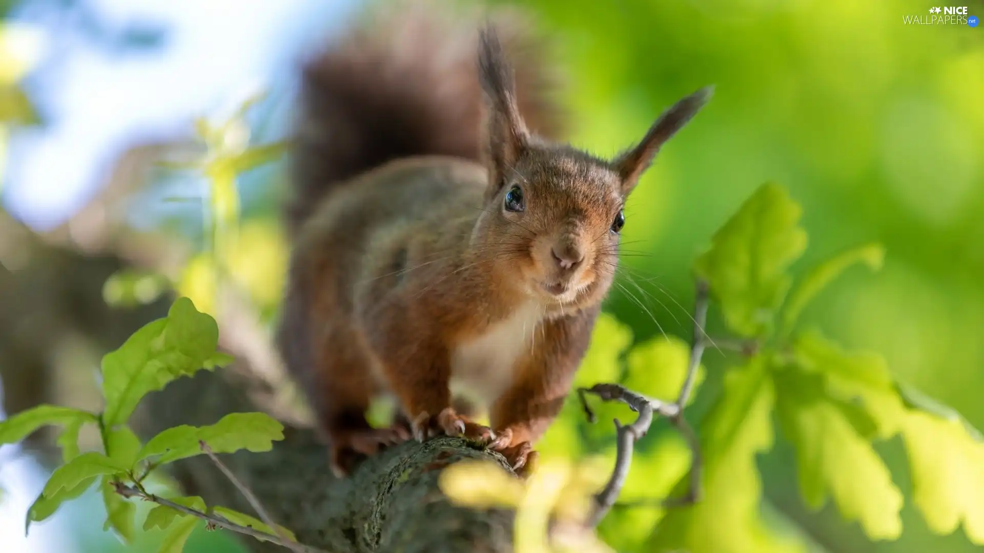 squirrel, Leaf, oak, Lod on the beach