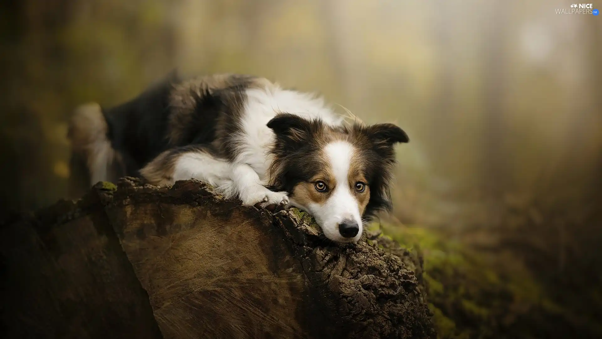 dog, muzzle, log, Border Collie