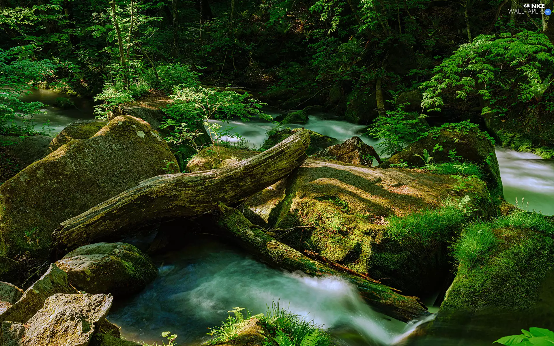River, log, Stones, forest, mossy
