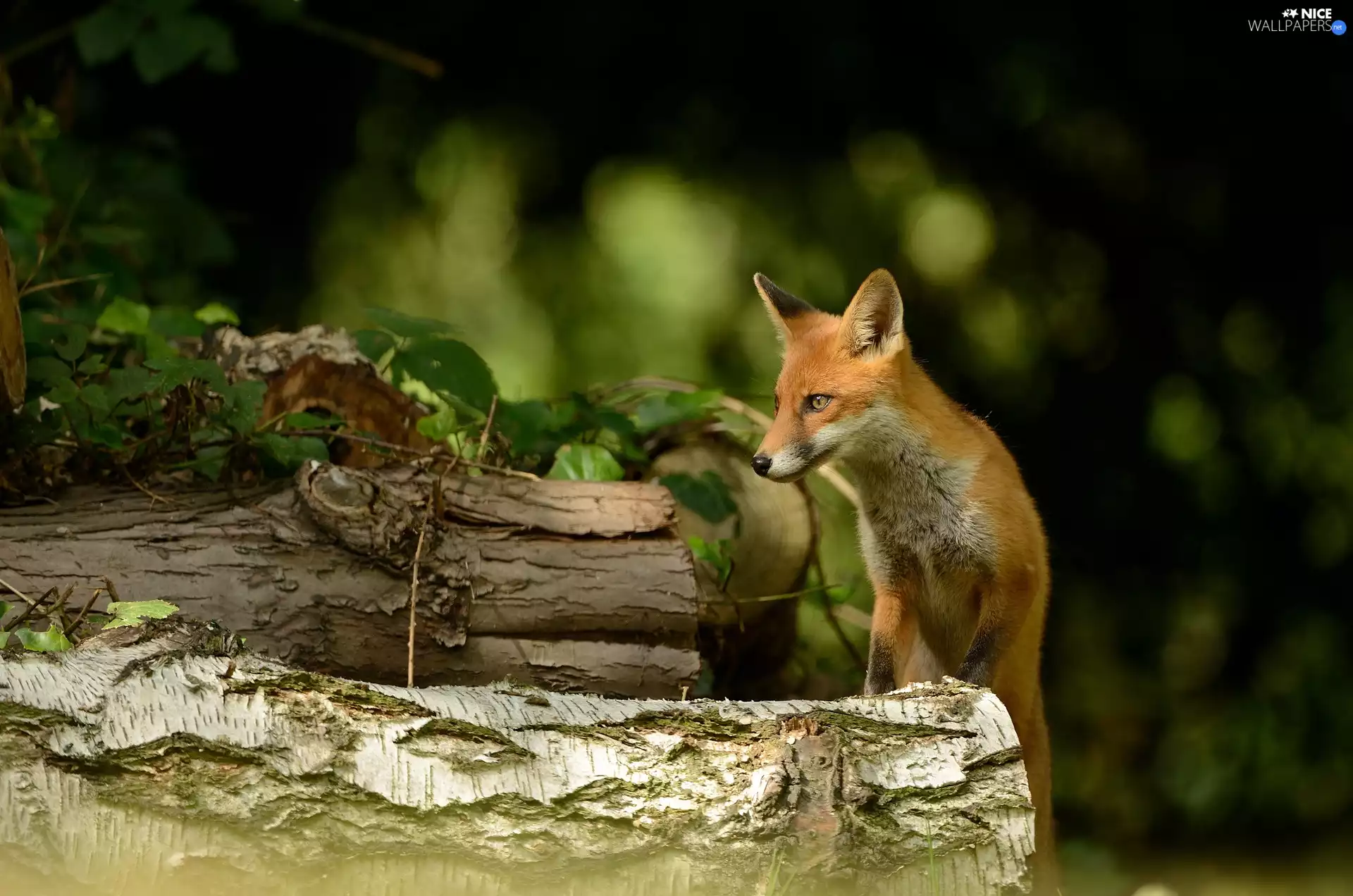 Fox, trees, viewes, Logs