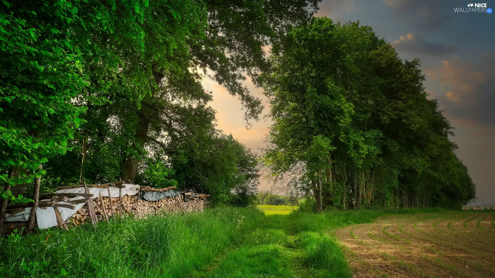 Way, Logs, viewes, Field, trees