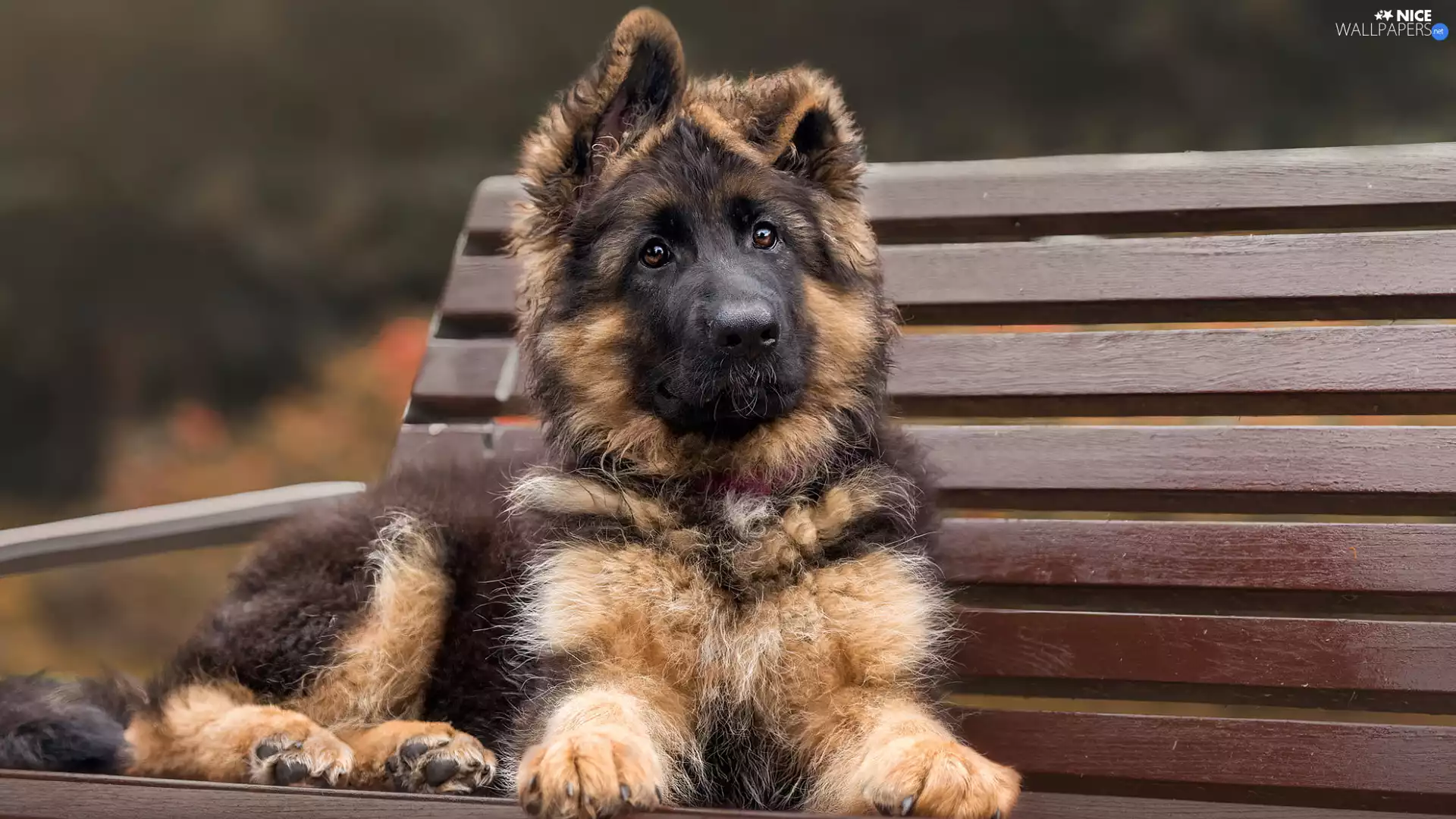 dog, Puppy, Bench, Long Haired German Shepherd