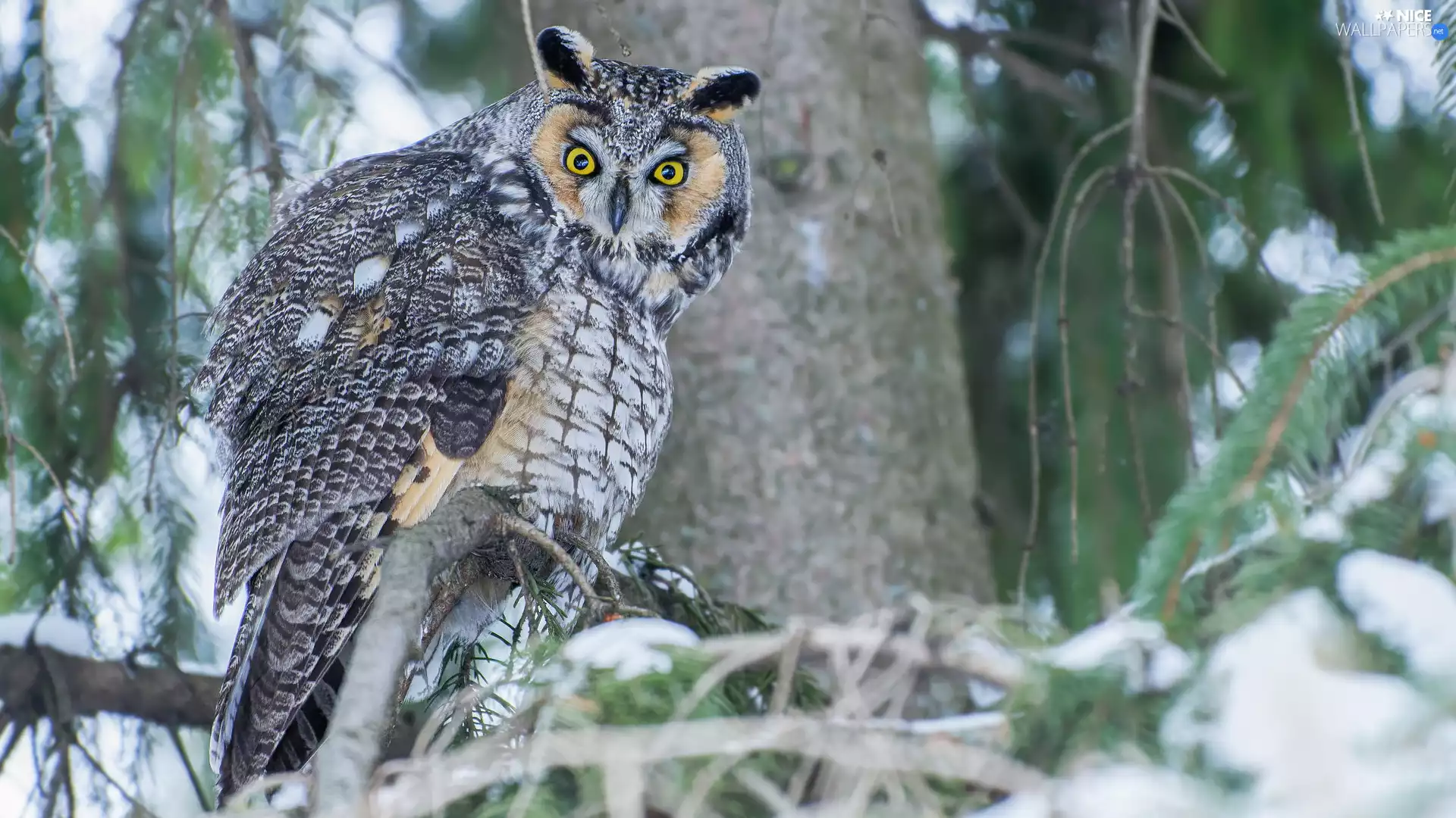 branch pics, owl, Long-eared Owl