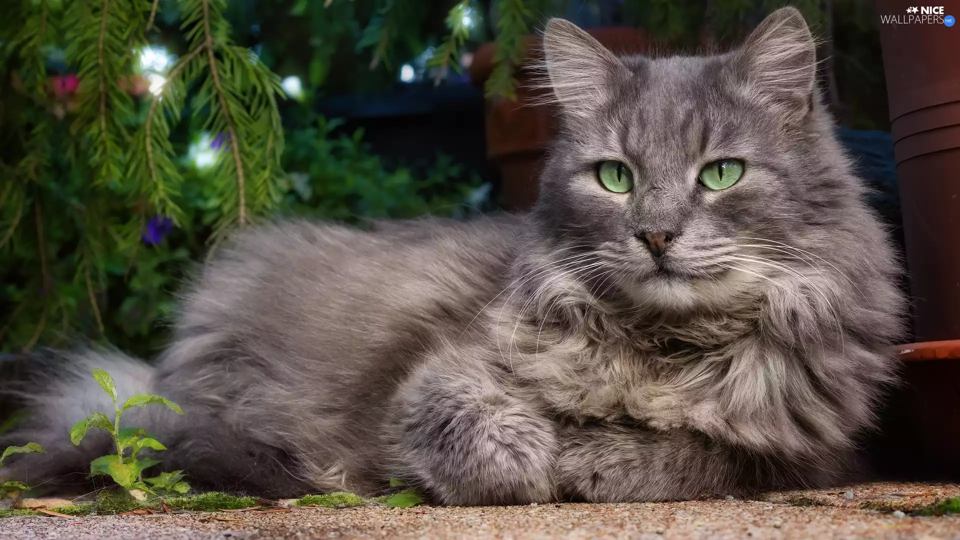 green ones, Eyes, Longhaired, cat, dun