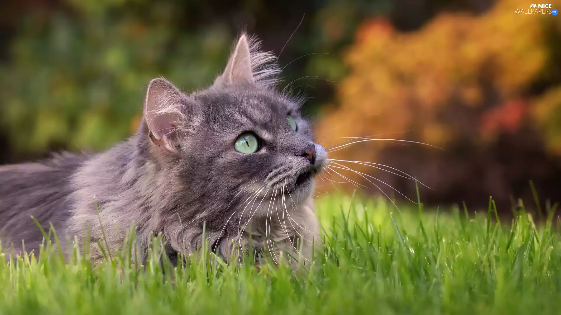dun, cat, grass, Longhaired