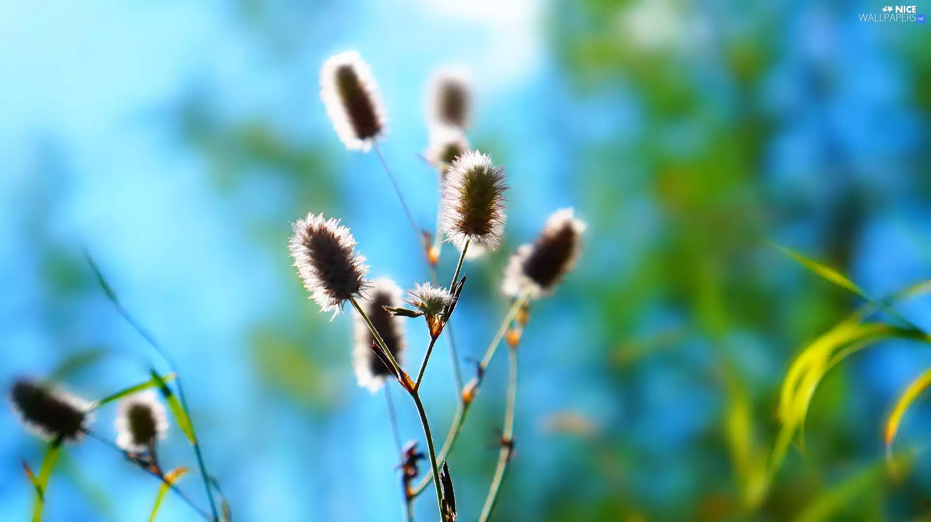 inflorescences, Rabbitfoot Clover, Longitudinal