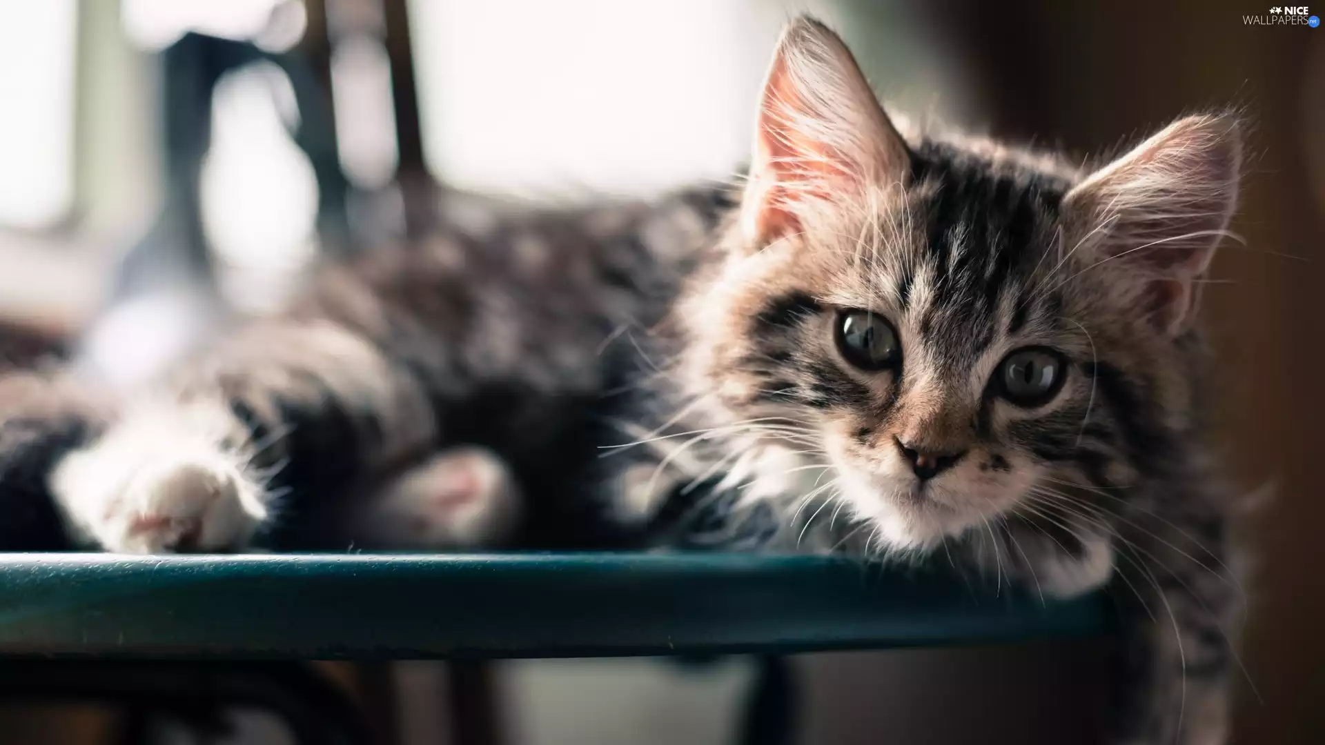 cat, blur, The look, Maine Coon