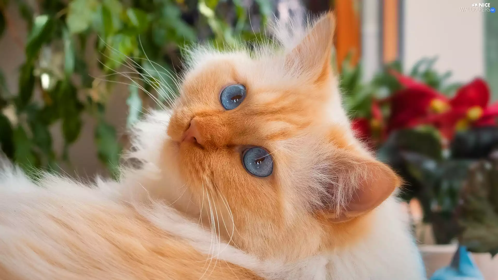 ginger, cat, The look, Blue Eyed