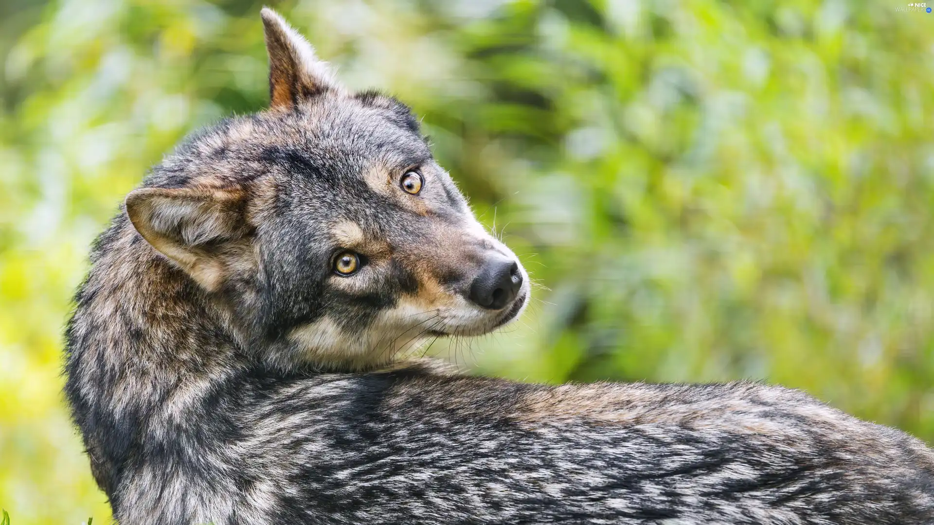 Head, Wolf, The look