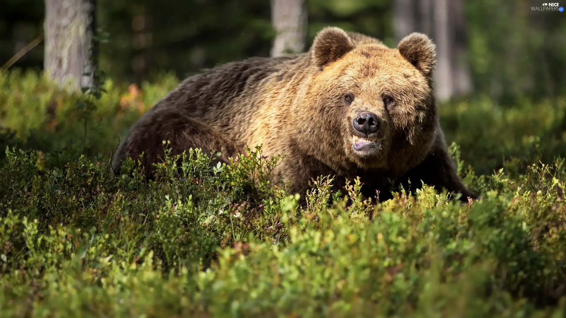 Plants, Brown bear, look