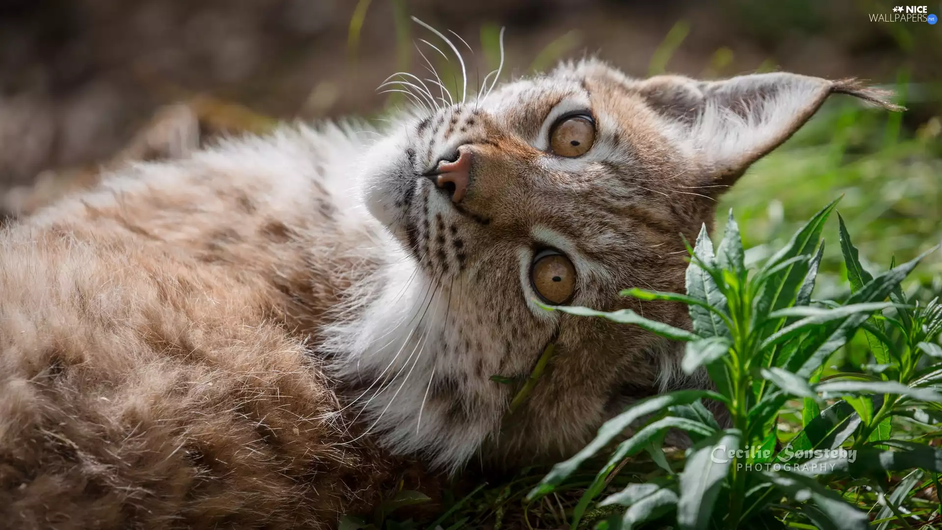 Plants, Lynx, The look