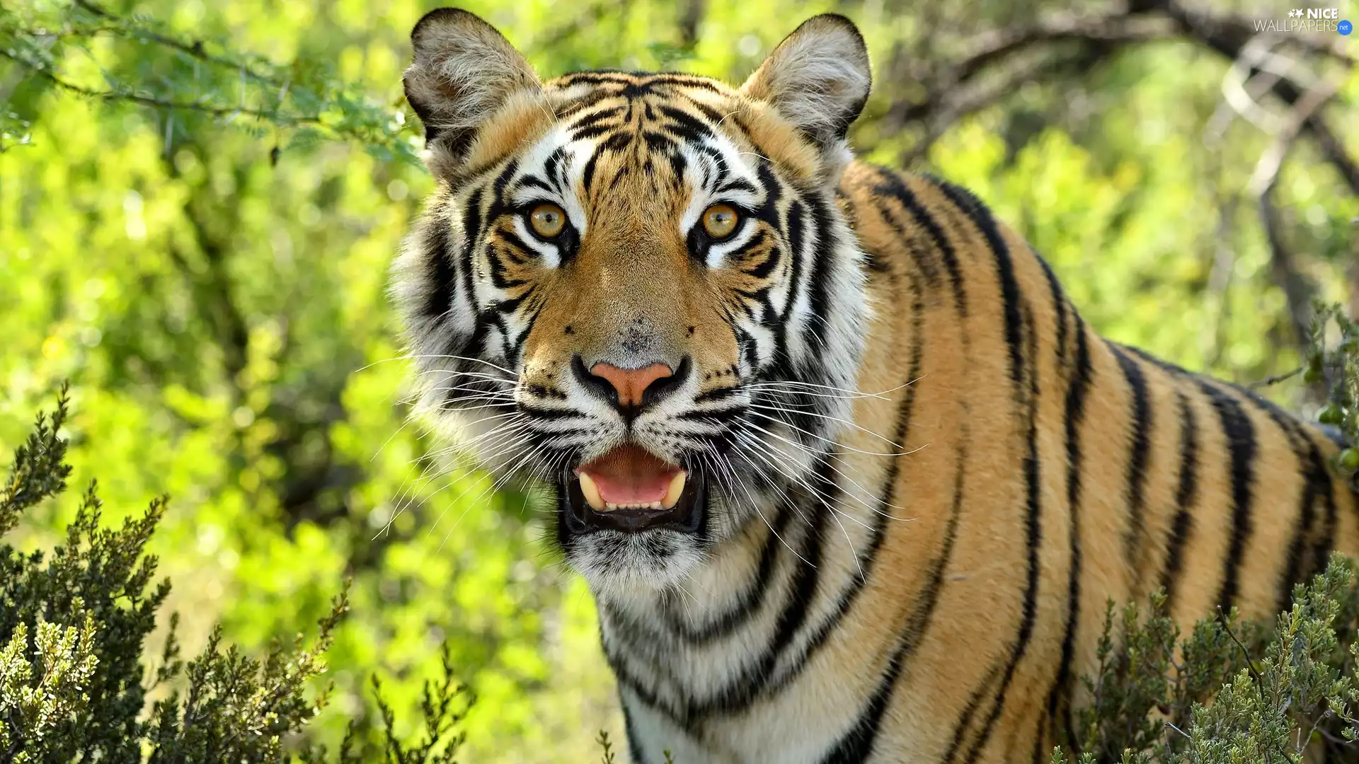 Plants, tiger, The look