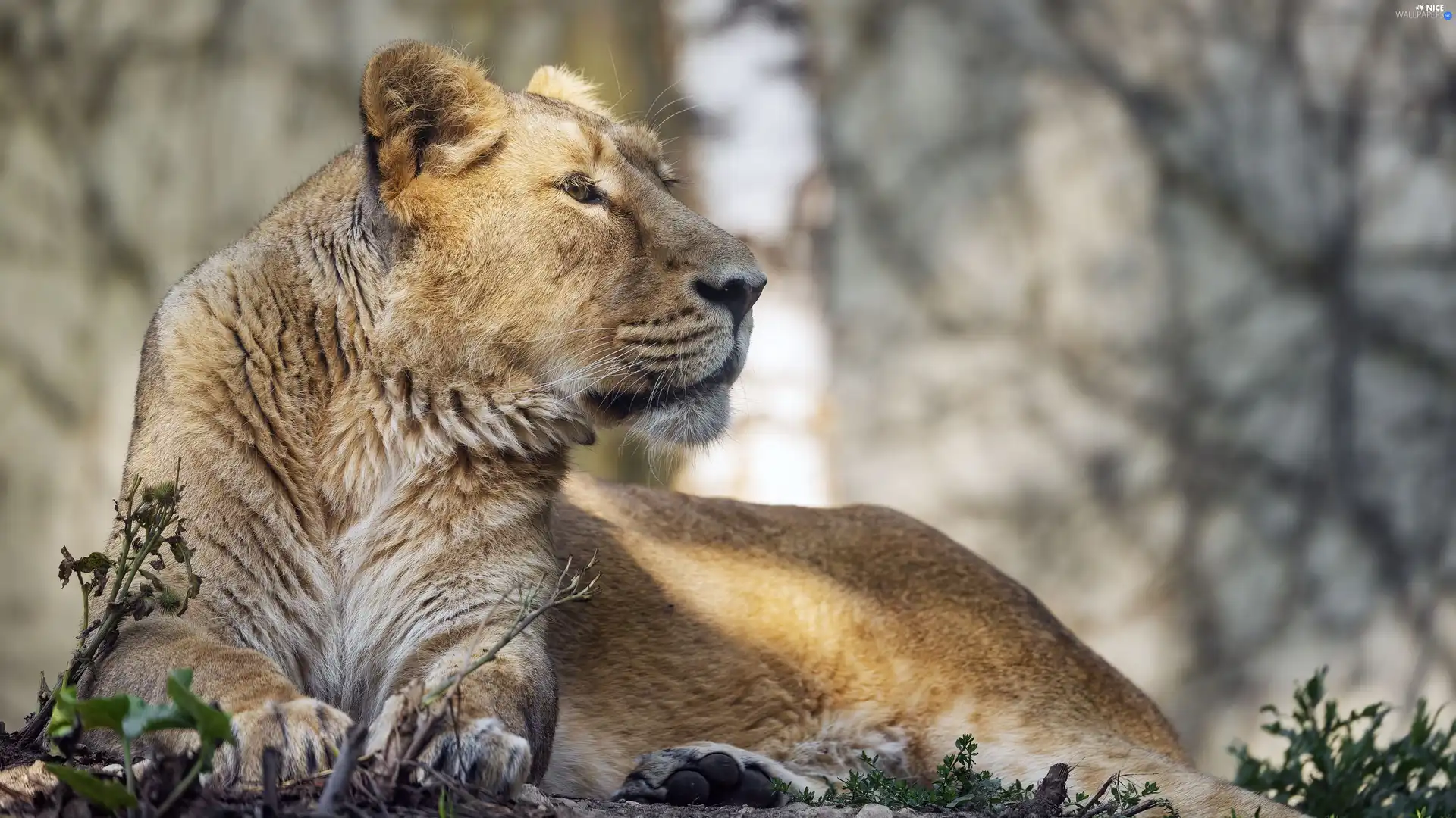 resting, Lioness, The look