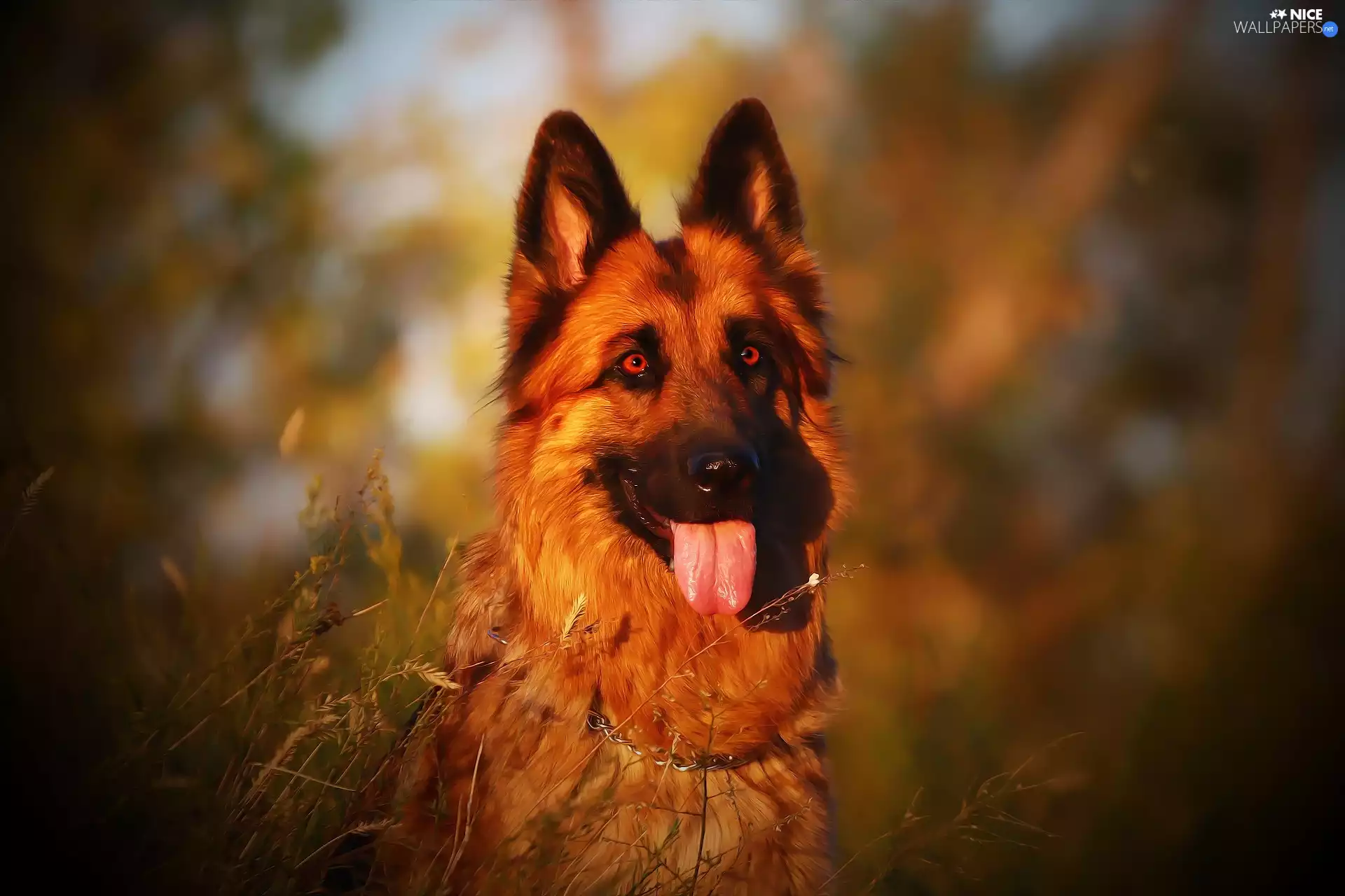 dog, Tounge, The look, German Shepherd