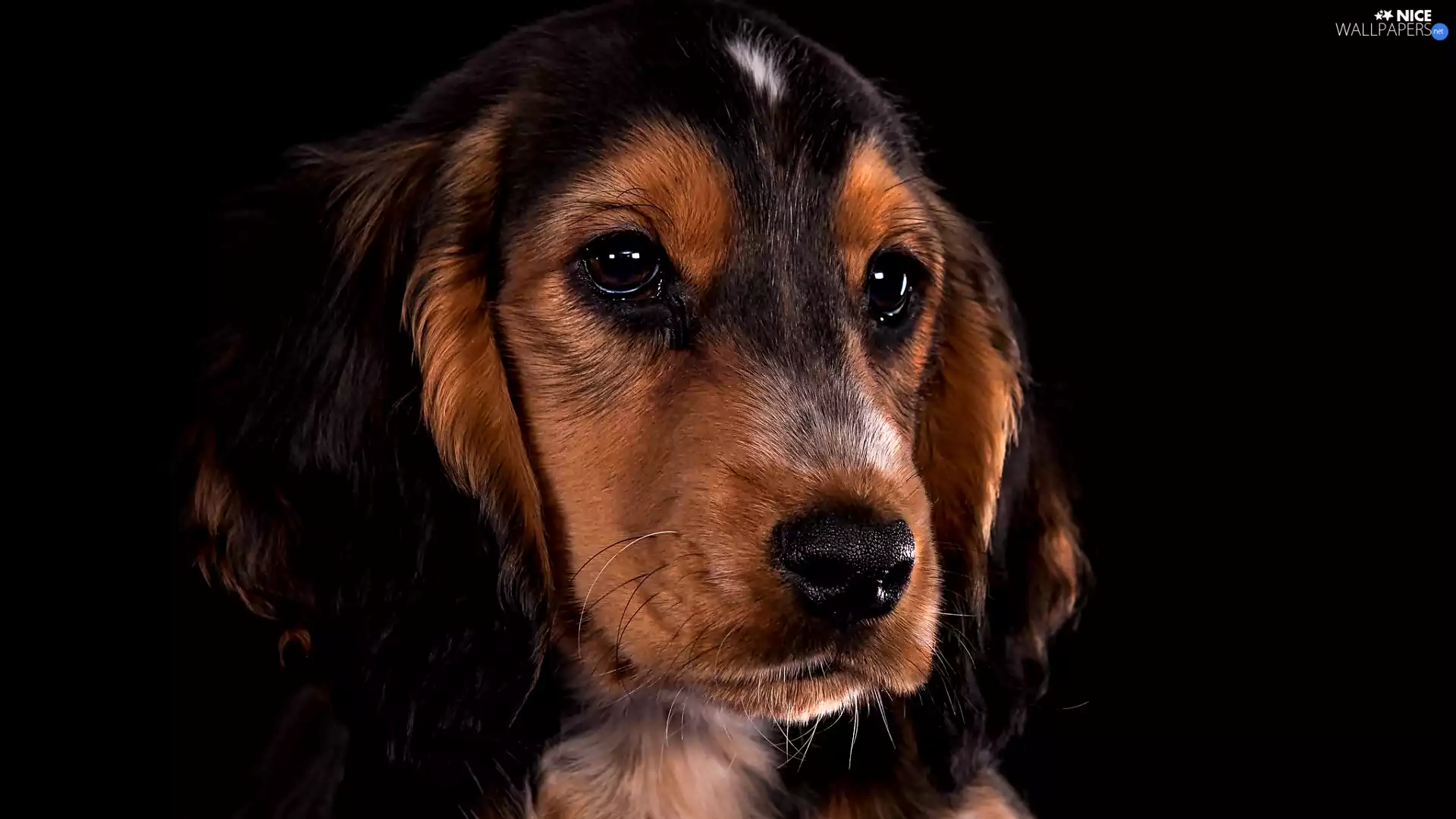 Cocker Spaniel, The look, Dark Background, muzzle