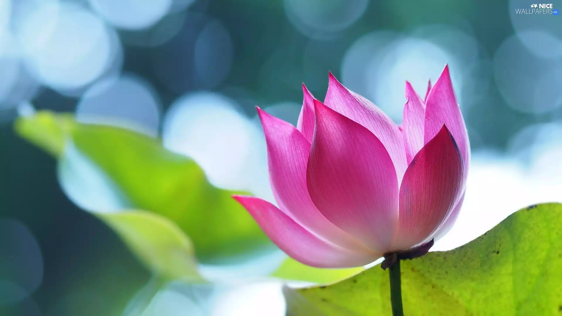 Pink, lotus, Bokeh, Colourfull Flowers