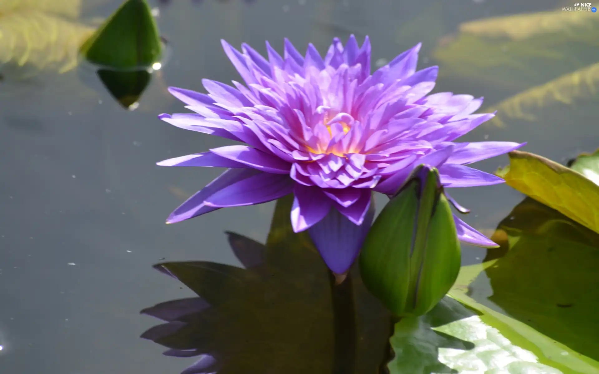 water-lily, Colourfull Flowers, Leaf