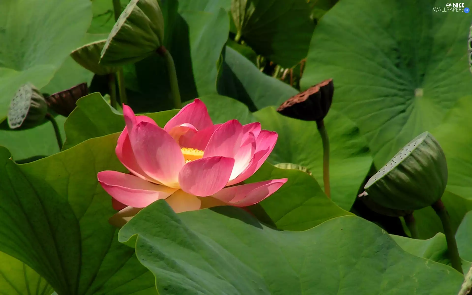 Lotus Flower