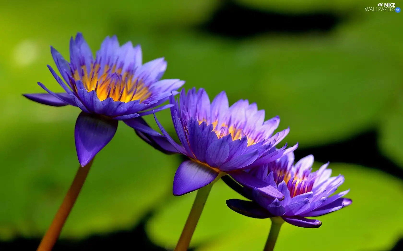 Flowers, water-lily