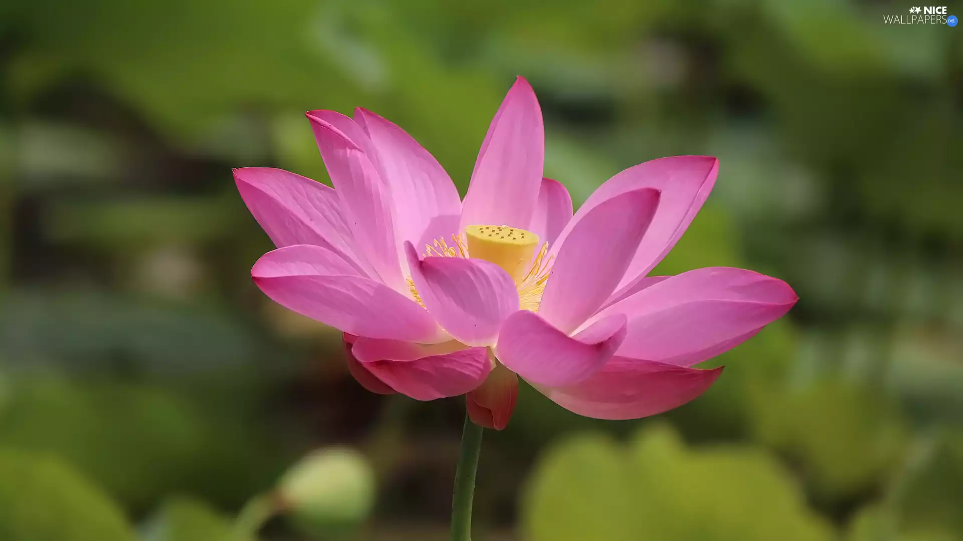 Pink, lotus, Leaf, Colourfull Flowers