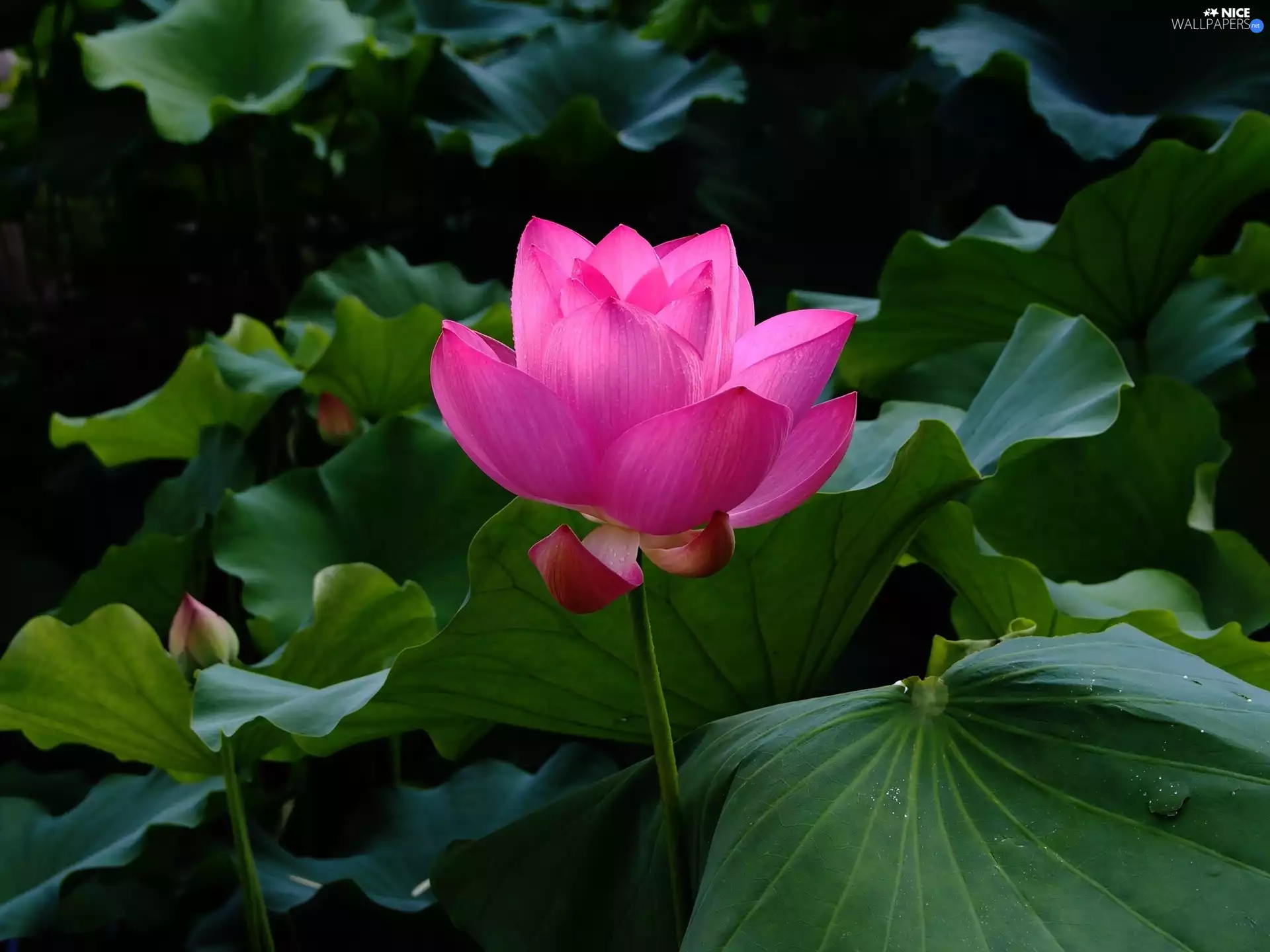 Leaf, Colourfull Flowers, lotus