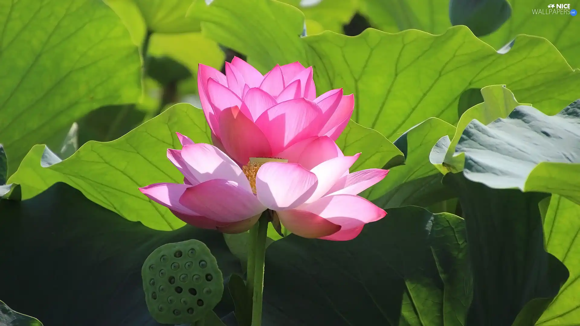 Flowers, lotuses, Leaf, Two cars