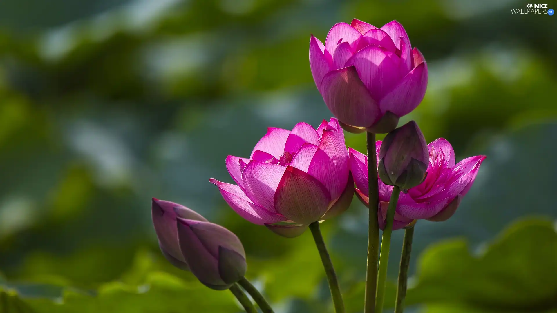 lotuses, flourishing, Pink